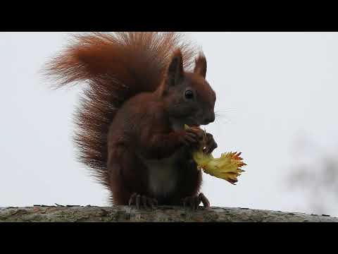 Egern spiser nødder