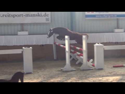 Mister Bajazzo B, DR, v.The Braes my Mobility  - Nepal  stallion * 2015