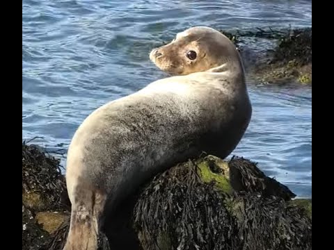 FOCA GRIS | GRAY SEAL | Halichoerus grypus