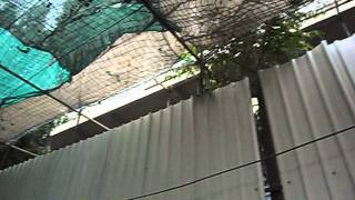 Mayfair Akshay Page 3