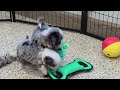 Mini Bernedoodle dogs for sale: Karma - Video 1