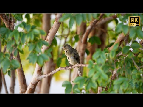 Cena relaxante em 8K - Pássaro ao som da natureza