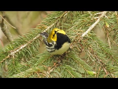 Horárik zelený (Setophaga virens) — spev a hlas v prírode