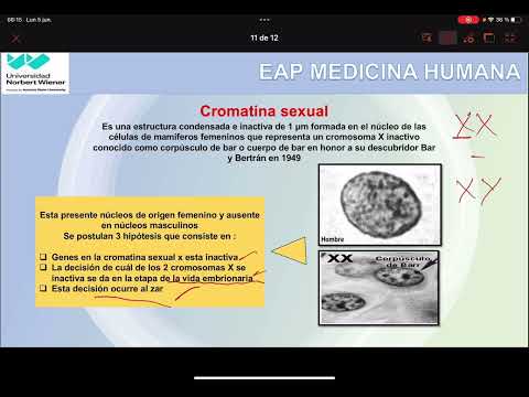 CROMATINA SEXUAL UPNW EAP Medicina Humana