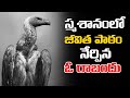 This Vulture Story Will Open Your Eyes Life Changing Story Voice Of Telugu