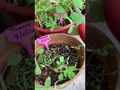Dhruti’s balcony Gardening, How to do 2G cutting on Tomato Plants
