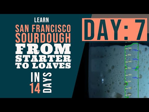 San Francisco Sourdough Bread Series: Day 7 - Starter Complete