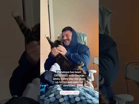 cat video#cat#catfancy#cutecat#nicecat#Funny