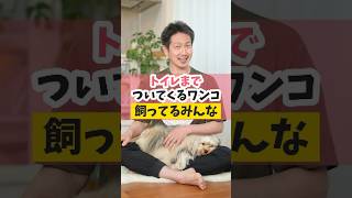 トイレまでストーカーする犬の気持ち#犬のいる暮らし #dog #犬のいる生活