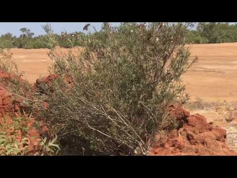 Rocky Pool, Gascoyne River…Western Australia