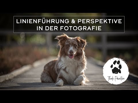 Hunde Fotografieren - Perspektive und Linienführung