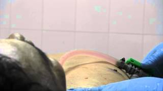 A Road Down The Life Of An Embalmer