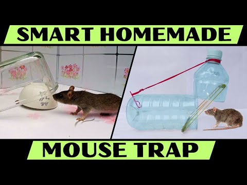 4 Easy Ways to Make A Homemade Mouse Trap Quickly