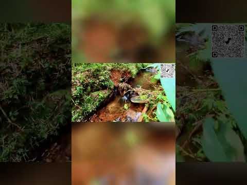 CHÁCARA À VENDA EM CAMPINA GRANDE DO SUL #imobiliariacuritiba #imobiliaria #chacara #vidanocampo