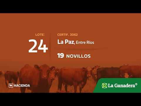 Lote Novillos en La Paz
