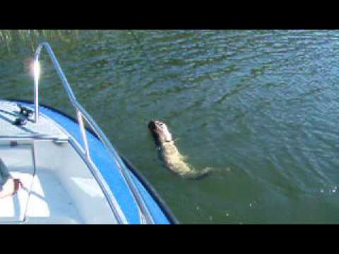 Heinäkuista kesähaukea 119 cm / 12 kg