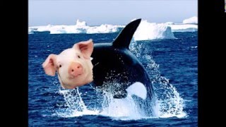 THE FRATELLIS   MEDUSA IN CHAINS