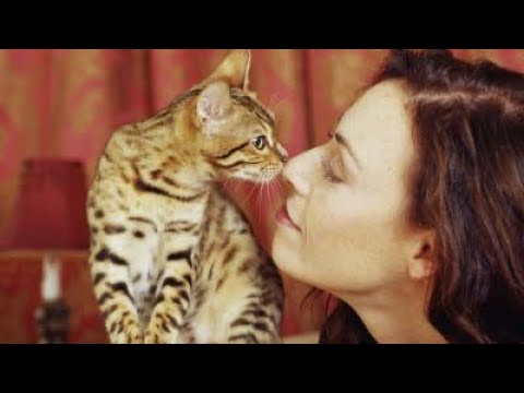 A e dini pse macja nuhat në fytyrën tuaj