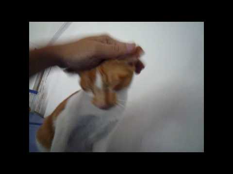 Sadhu wishes for a good home