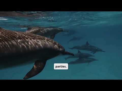 Who knew dolphins had such deep bromances?