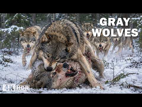 Nature s Deadliest Pack Hunters