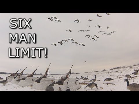 Six Man Goose Limit!!! | Late Season Cornfield Hunt