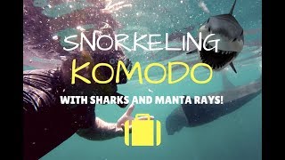 Snorkeling Komodo with Sharks and Manta Rays!
