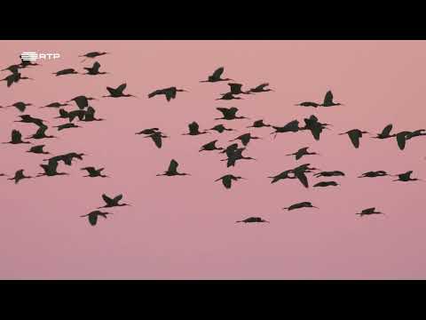 DOCUMENTÁRIO VIDA SELVAGEM RTP - Portugal, uma História Natural - Lisboa e Vale do Tejo