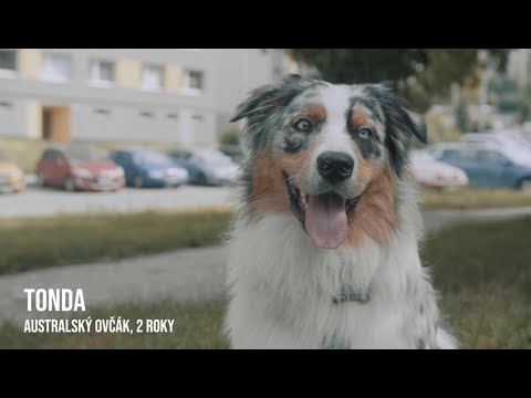 Co se děje v hlavě psa? Psi vám sami prozradí, proč tahají na vodítku a nepřijdou na přivolání.