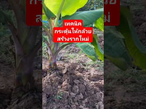 Grow bananas to make the fruit grow beautifully. #Stimulate the bananas to create new roots. #Gol...