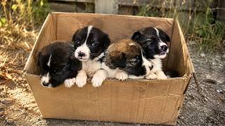 We Rescued a Box Full of Puppies