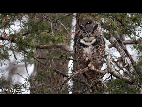 Sleeping Beauty... Great Horned Owl