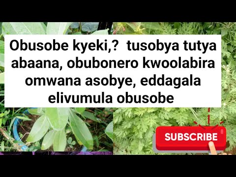 Obusobe kyeki? tusobya tutya abaana,obubonero n'endwadde kwoolabira omwana eyasoba, eddagala liirin