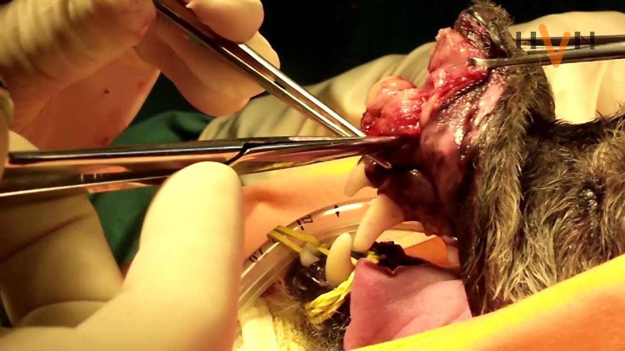 Cirurgia para retirada de tumor sobre a maxila em cão de 8 anos