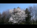 Nature's Way - This Mortal Coil & Christopher Cross