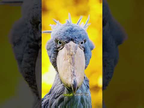 أكثر 3 طيور بأصوات مرعبة 😱لن تصدق أنها حقيقية!☠️ #اكسبلور #facts #معلومات #حقائق_غريبة#طيور