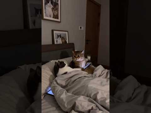 Cat #cat #studywithmeandmycat #cats #funny #cute #cutecat #pets