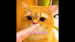 #animals #犬動画 #わんこ #いぬすたぐらむ #犬のいる暮らし #賢い犬 #忠犬 #感動犬