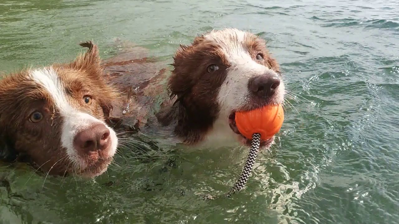 LIKIER piłka dla psa - wykorzystanie w praktyce