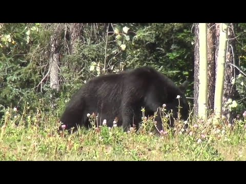 NJ Black Bear Hunt This Fall Will Not Take Place