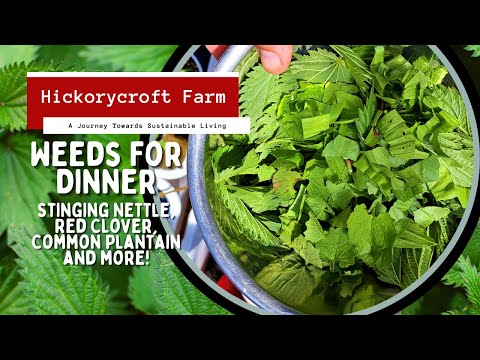 Weeding The Garden For Dinner | You Can't Eat The Grass But You Can Eat The Weeds