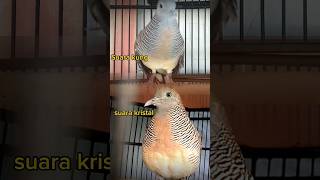 Download lagu Perkutut suara kung dan perkutut suara kristal mp3