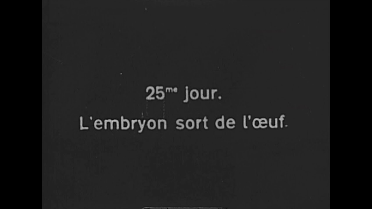 La grenouille Trailer