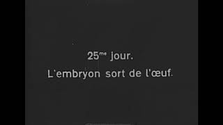La grenouille (1911) The Frog (Pathé-Baby)