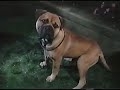 See Spot Run 2001 VHS DVD Trailer