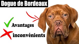 Le Dogue de Bordeaux Avantages et Inconvénients | Dogue de Bordeaux Le mal Et Le Bien De La Race