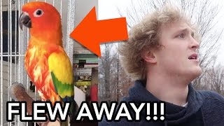 MY BROTHERS PARROT FLEW AWAY (PRANK WARS)