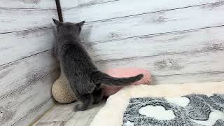 ロシアンブルーの動画01