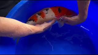 video van Sanke 2506003