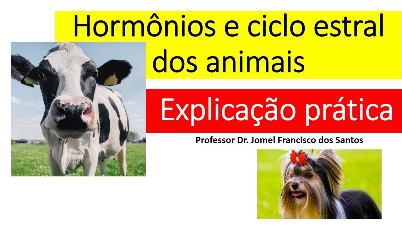 Hormônios e ciclo estral dos animais domésticos #cio #reprodução #medicinaveterinária